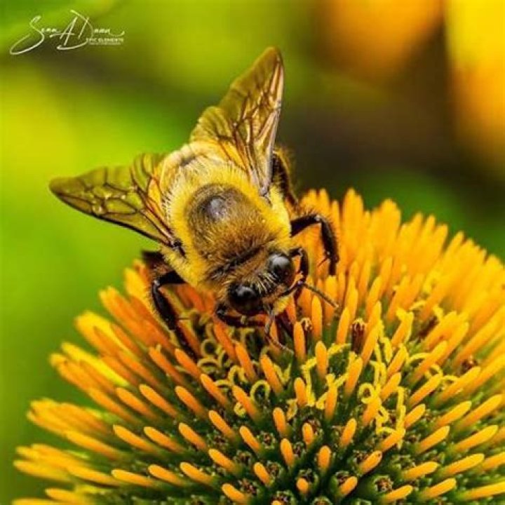 Bee, e.g. Crossword Clue