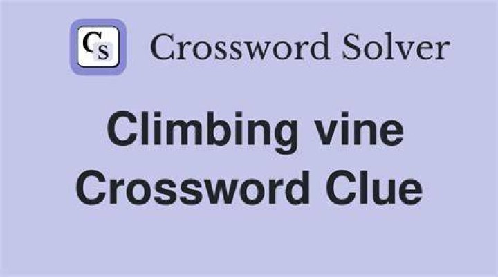 Climbing vine Crossword Clue