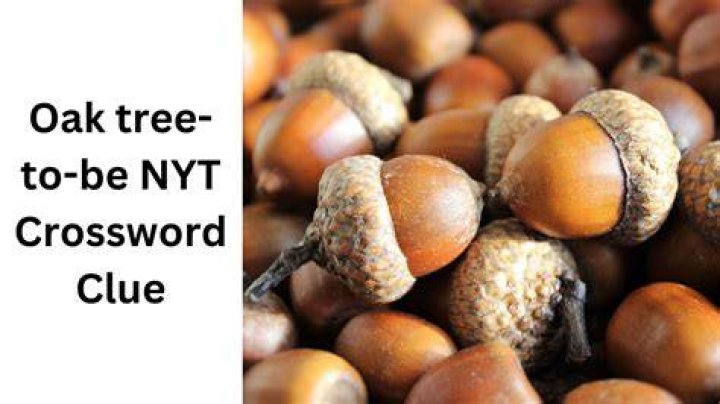 Common landscaping tree with acorns Crossword Clue