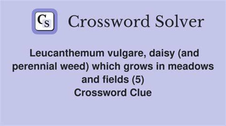 Flowers known botanically as Leucanthemum vulgare Crossword Clue