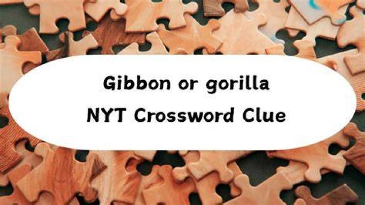 Gibbon or gorilla Crossword Clue