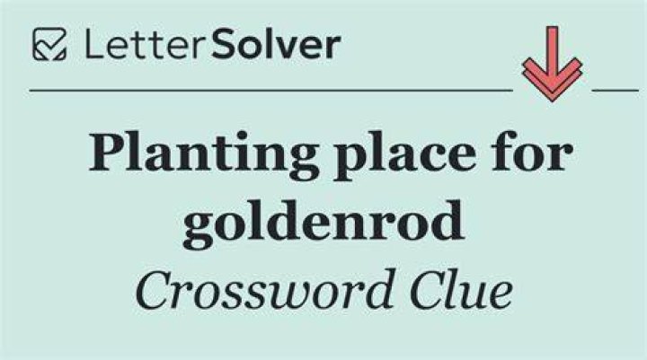 Goldenrod, e.g. Crossword Clue