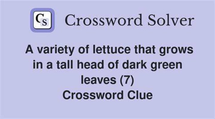 Head of lettuce? Crossword Clue