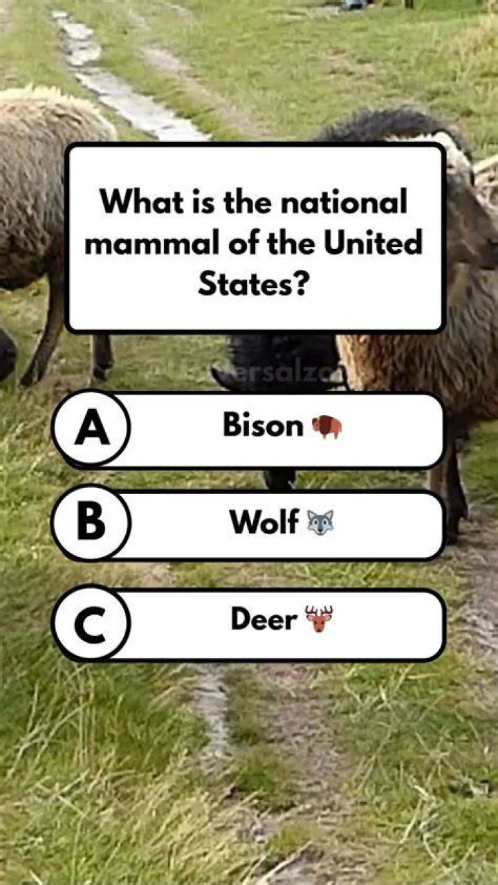 National mammal of the United States Crossword Clue