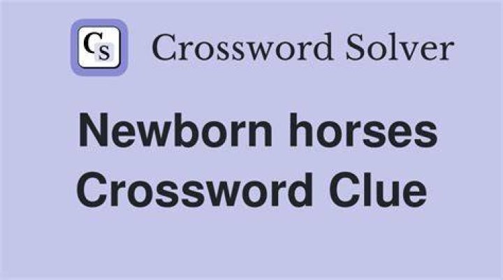 Newborn horses Crossword Clue