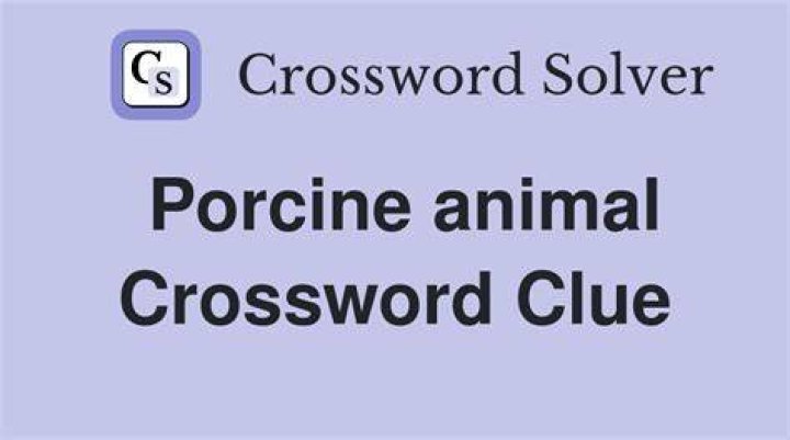 Porcine pad Crossword Clue