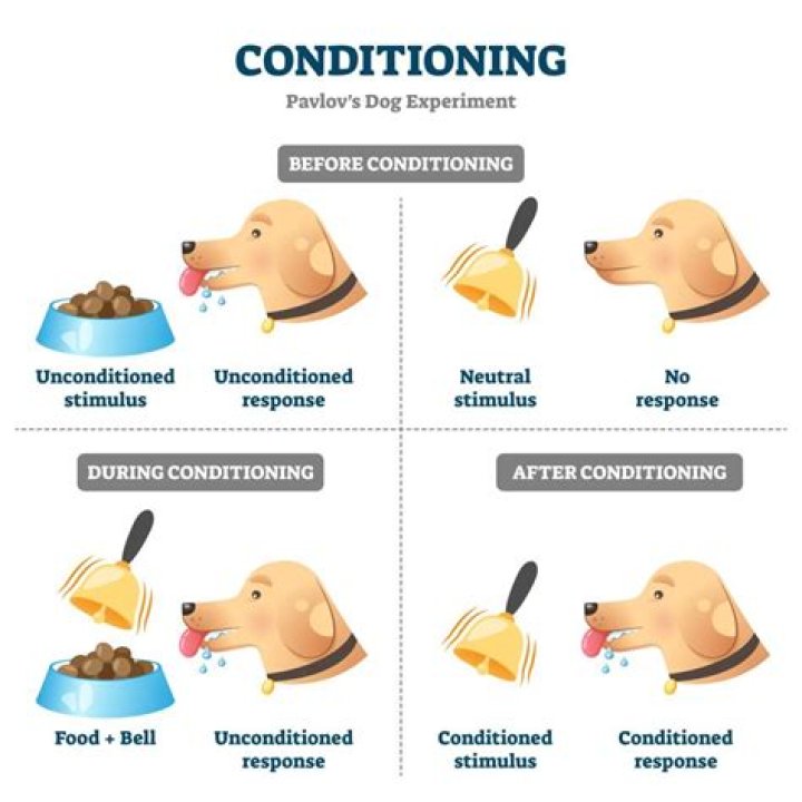Salivating animal in a classic conditioning study Crossword Clue