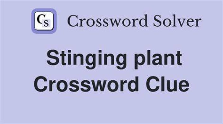 Stinging plant Crossword Clue