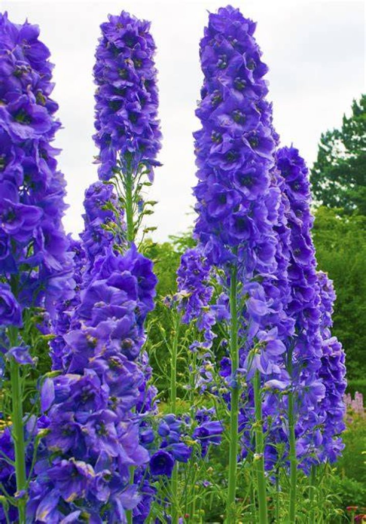 Tall purple flower Crossword Clue