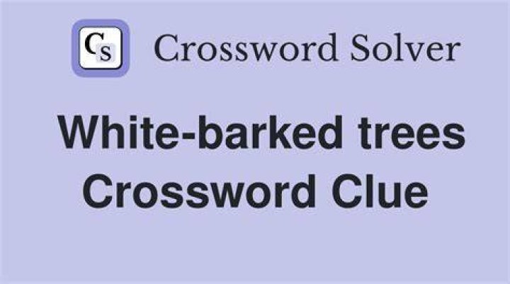 White-barked tree Crossword Clue